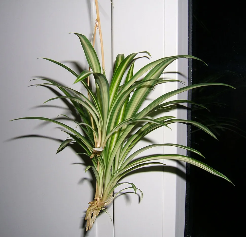 Chlorophytum vittatum