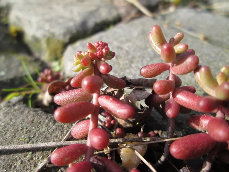 Blätter von Sedum album