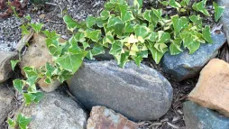 Senecio macroglossus en el suelo