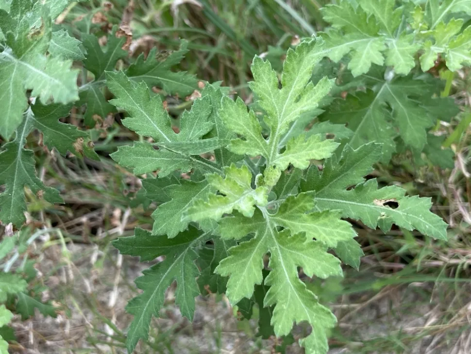 Ausgeschnittenes Blatt Chrysanthemum indicum