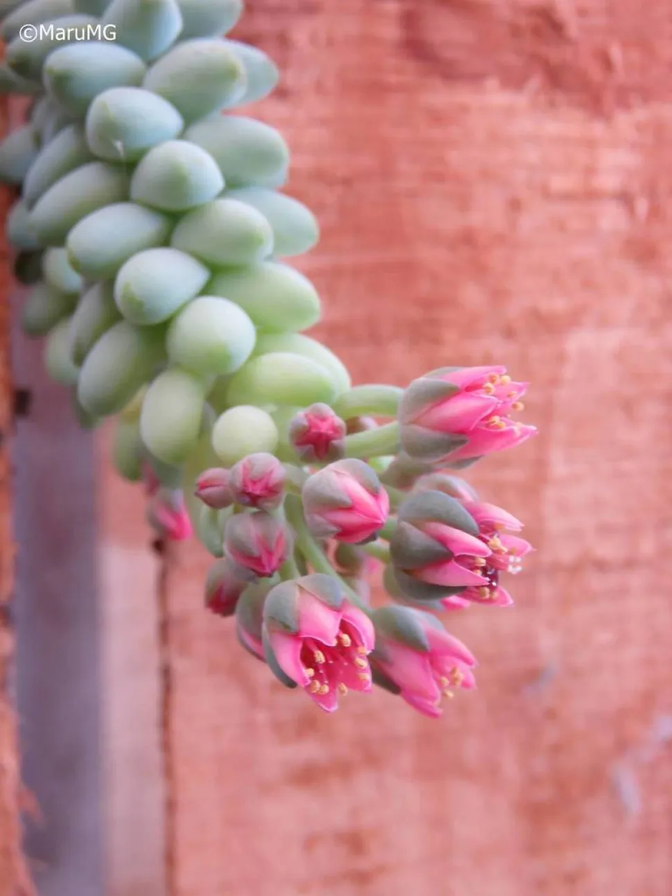 Sedum burrito fiori