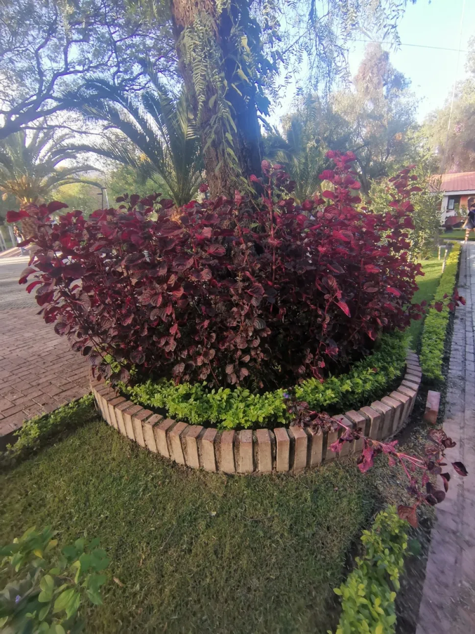 Herbst Iresine num canteiro
