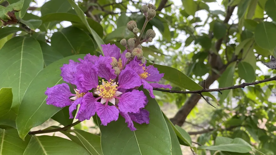 Violette Blüte Lagerstroemia specios