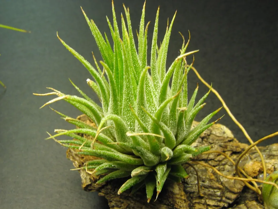 Tilandsia ionantha vor der Blüte