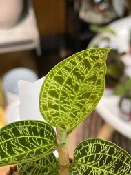 Folhas com nervuras verdes Macodes petola