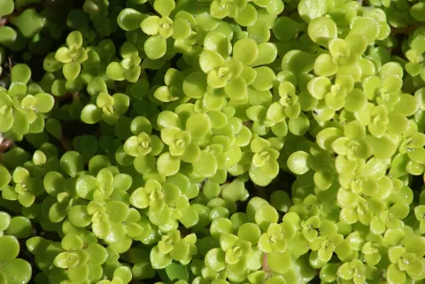 Bright green thorn Sedu makinoi Ogon