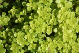 Espinho verde brilhante Sedu makinoi Ogon