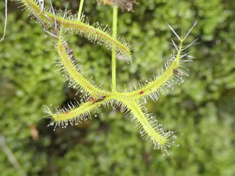 Drosera dichotoma en X