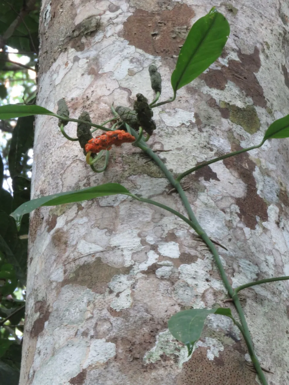 Frutos de Monstera obliqua