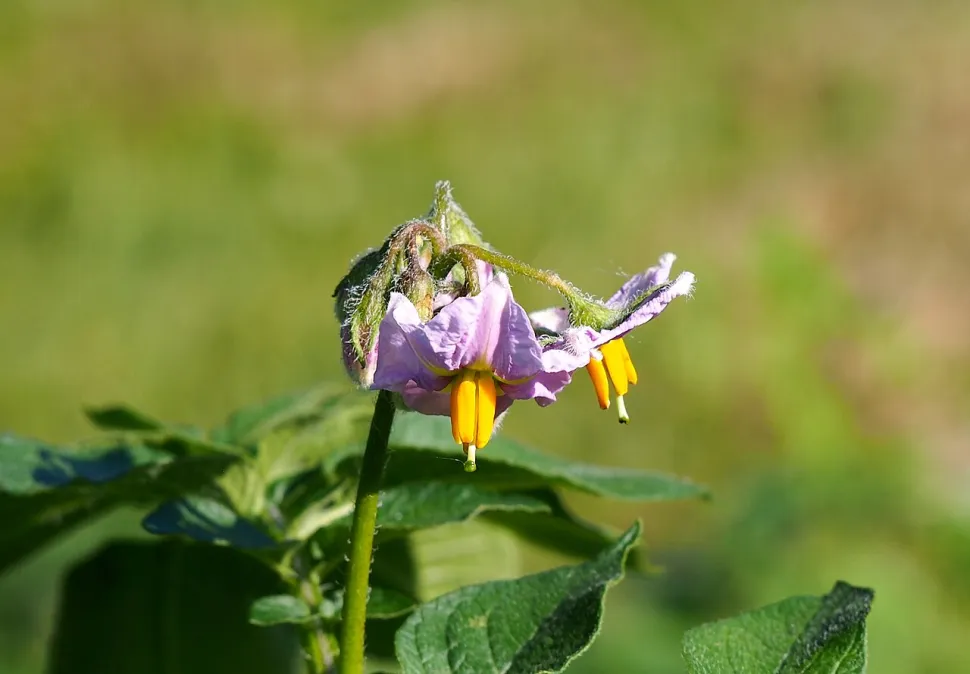Charlotte kartoffelblomster