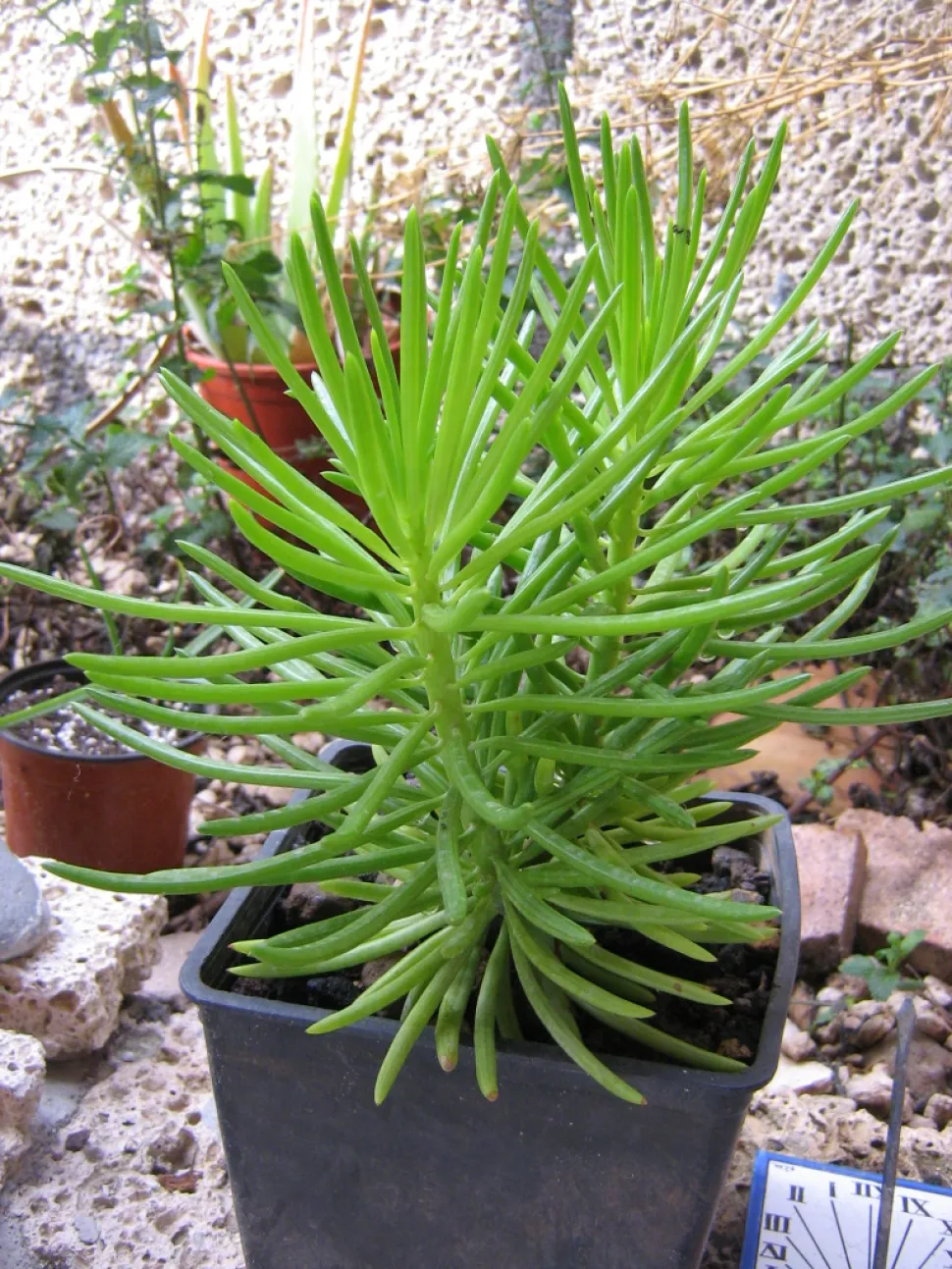 Peperomia Happy bean en maceta