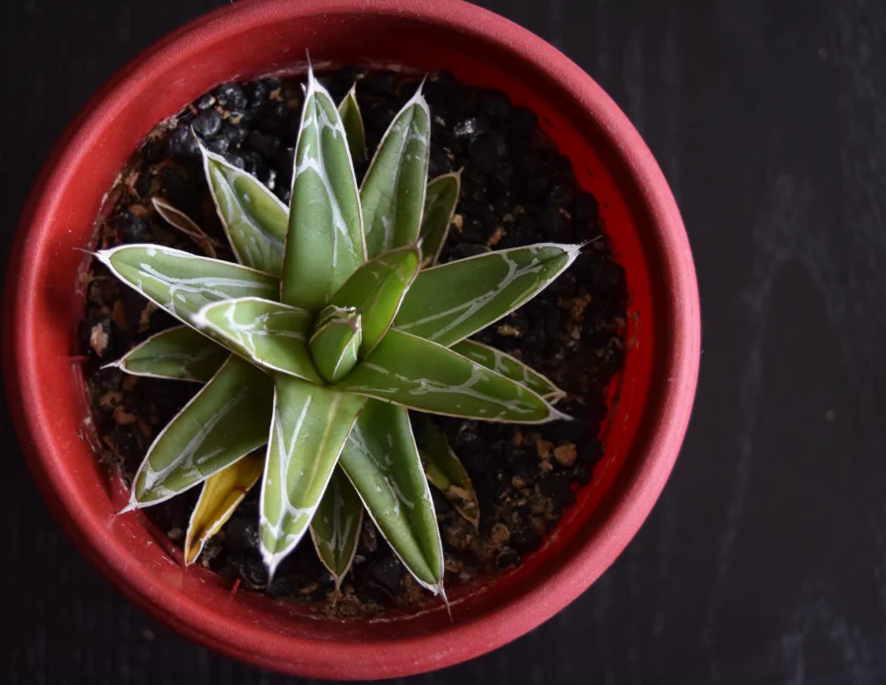 Agave victoria reginae im Topf