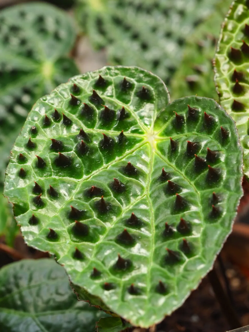 Groen noppenblad Begonia ferox
