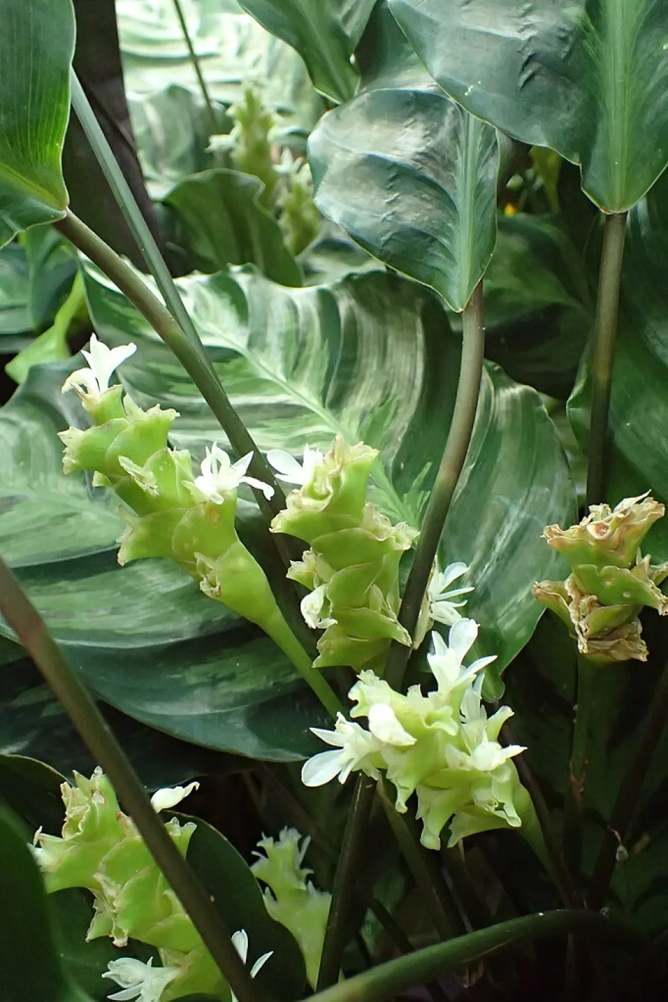Blomster af Calathea louisae