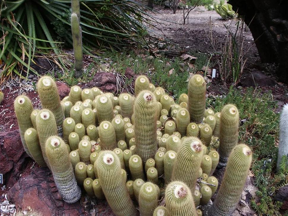 Parodia lenninghausii in un giardino roccioso