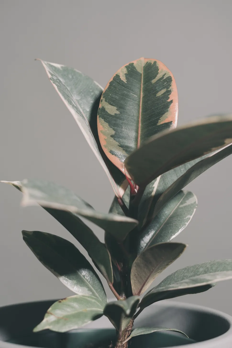 Hojas verde crema y rosa de Ficus 'Tineke