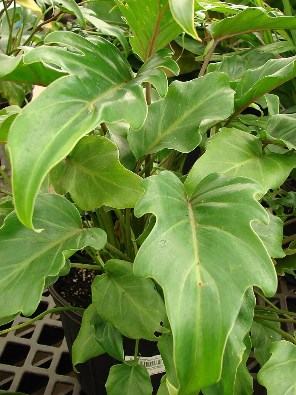 Foglia di Philodendron xanadu