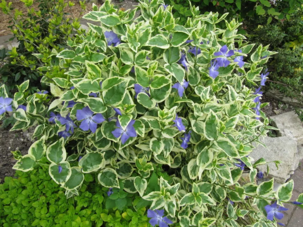 Cespuglio Grande pervinca fiori viola foglie variegate