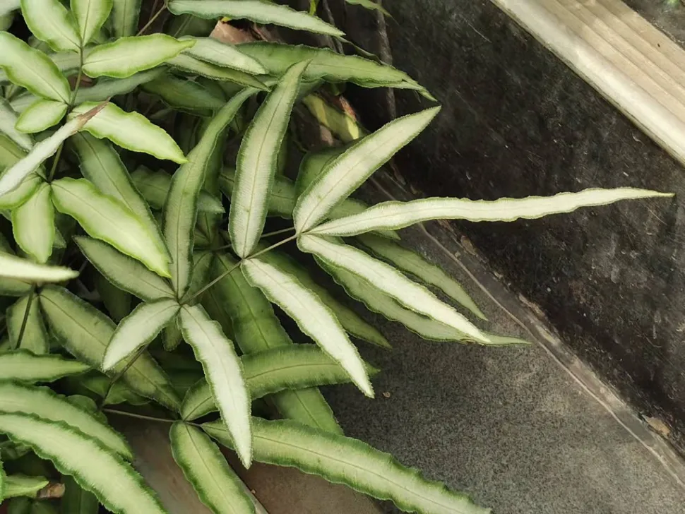 Fronde verte et argentée de Pteris albolineata
