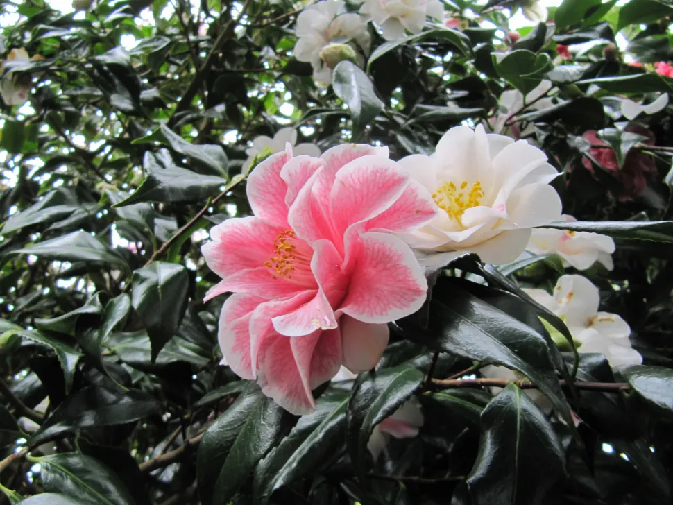 Flores blancas y rosas Camelia 'Lady Vansittart