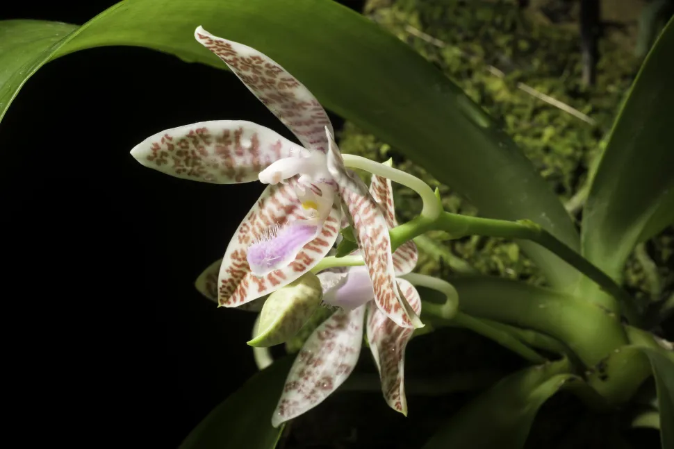 Flores de orquídea a rayas rosas