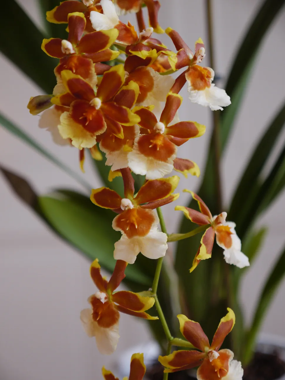 Weiß-braune Cambria-Hybrid-Orchidee