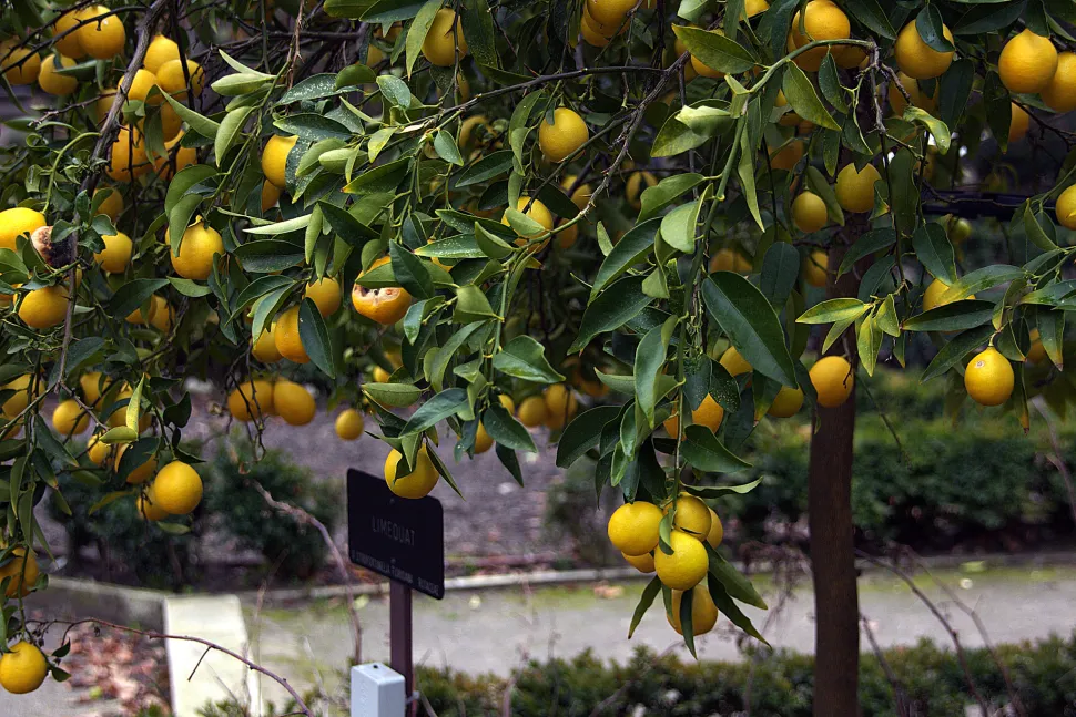 Früchte auf Citrus Floridana