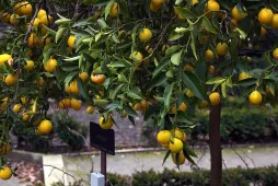 Frutos en Citrus Floridana