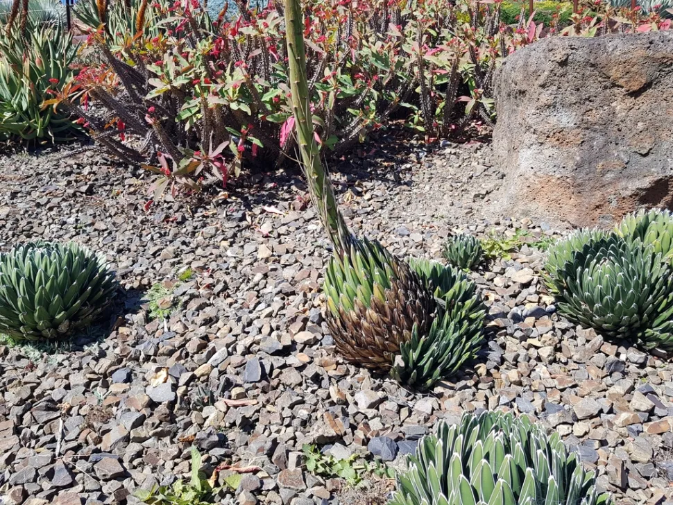 Blomstrende stængel Agave victoria reginae