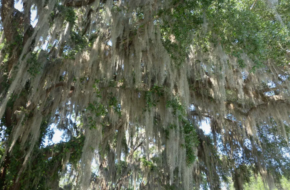 Árbol cubierto de musgo español visto desde abajo