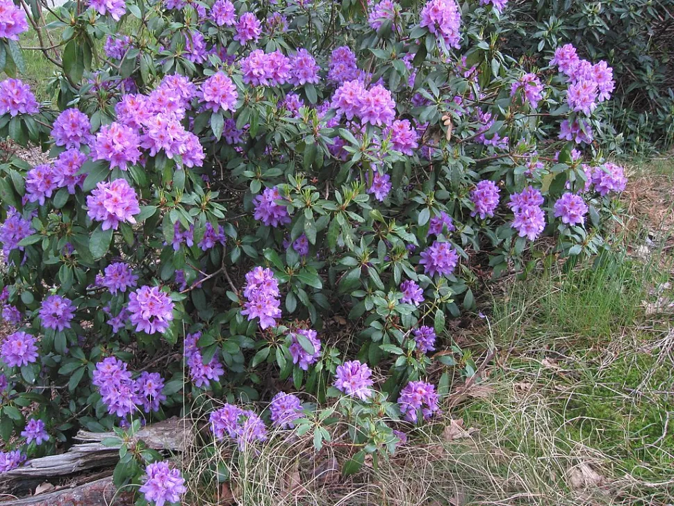 Blomstrende busk Rhododendron ponticum