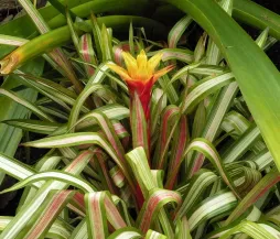 Guzmania zahnii feuillage vert et rouge