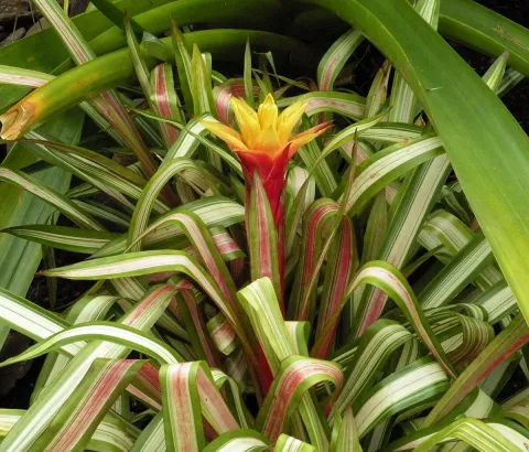 Guzmania zahnii fogliame verde e rosso