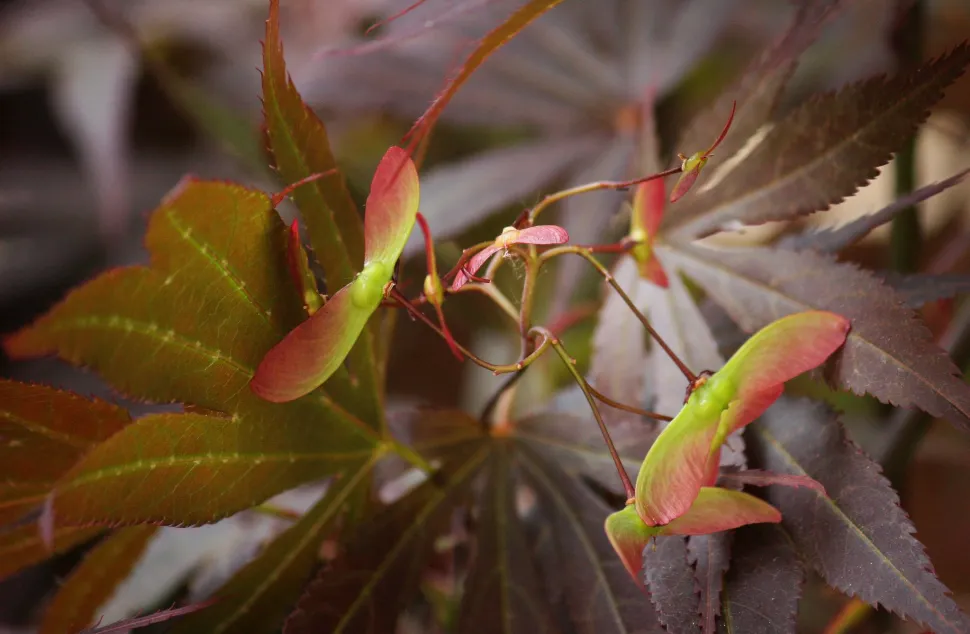 Winged maple fruit