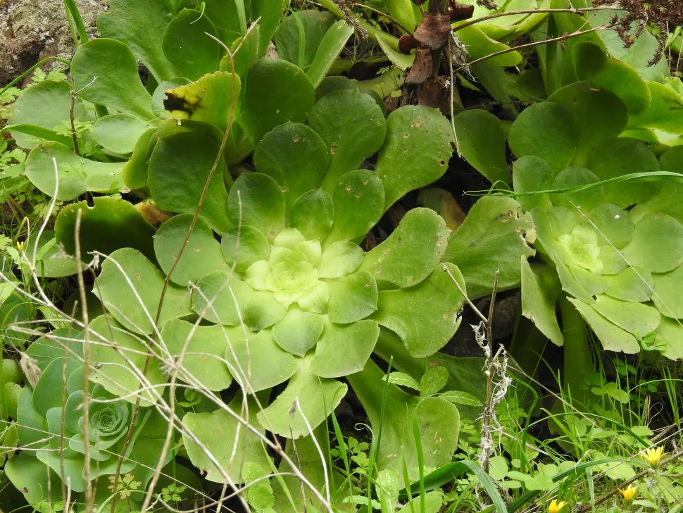 Aeonium canariense nel terreno