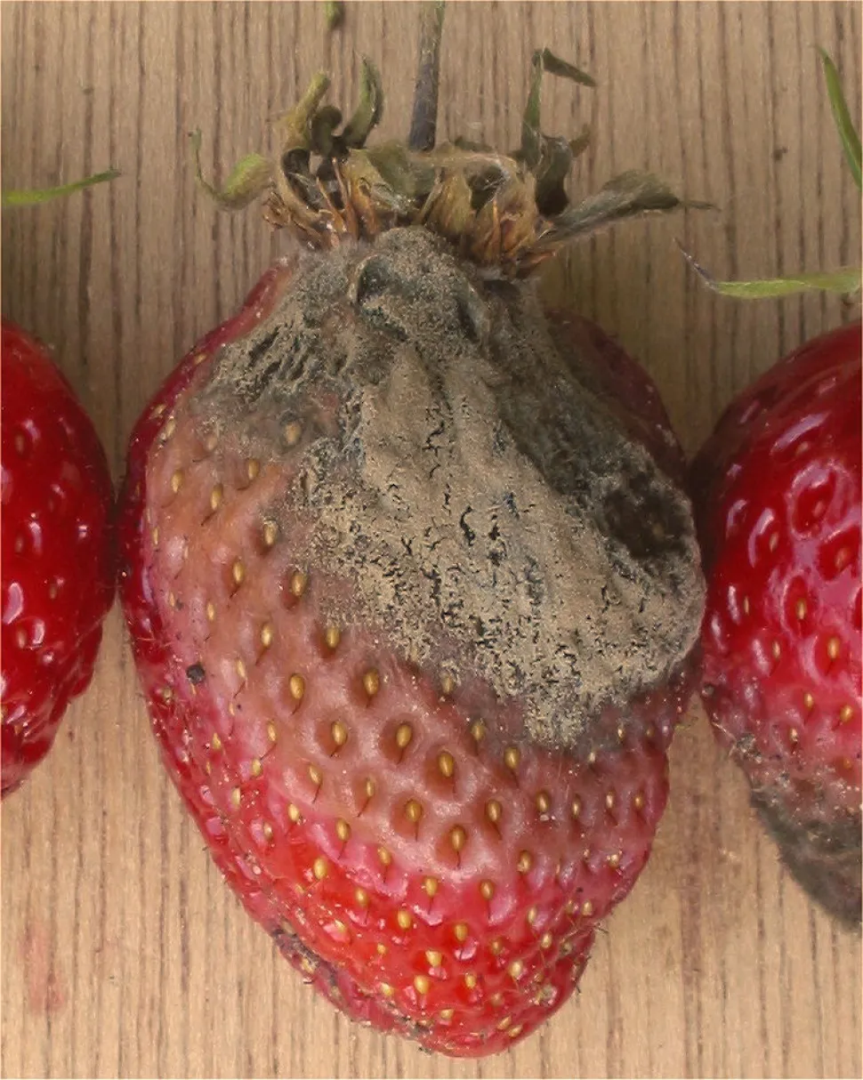 Grijsrot op een aardbei