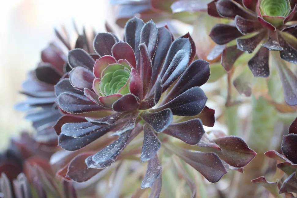 Aeonium urbicum hojas marrones
