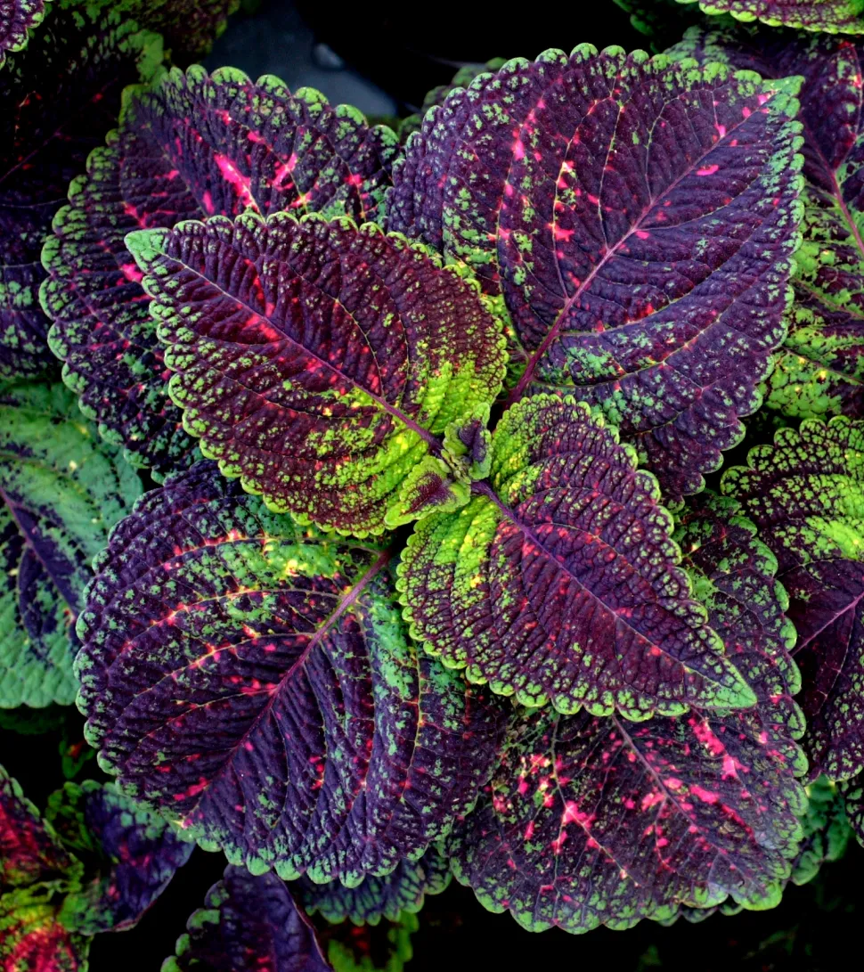 Blätter Plectranthus scutellarioides panaschiert rosaviolett