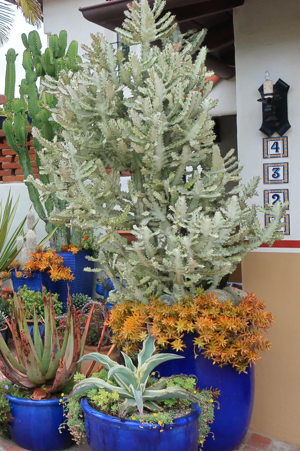 Euphorbia lactea 'White Ghost' inmitten anderer Sukkulenten