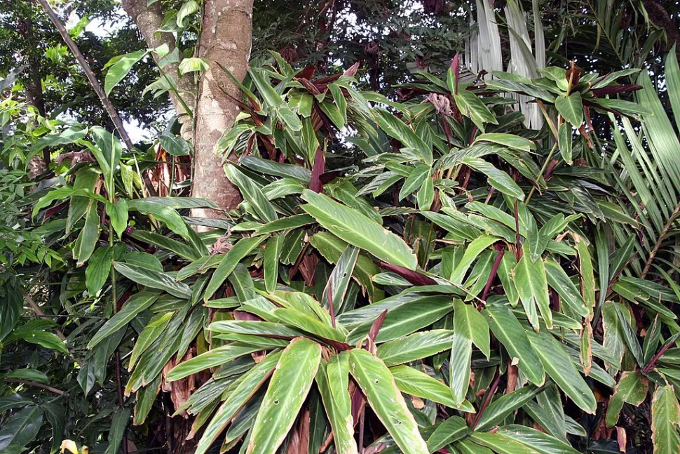 Stromanthe sanguinea in de grond
