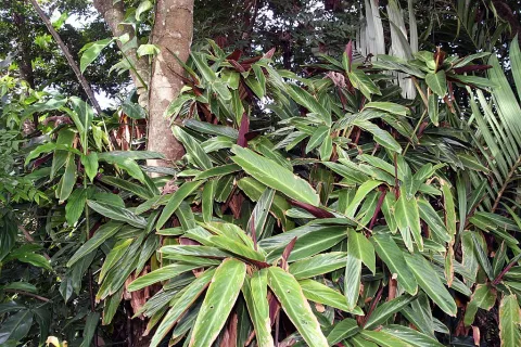 Stromanthe sanguinea in the ground