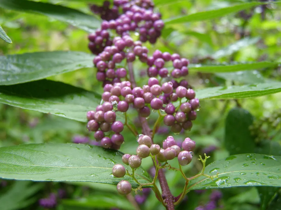 Violette Beeren Aronia prunifolia