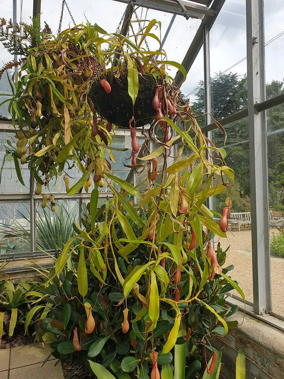 Nepenthes alata i et drivhus