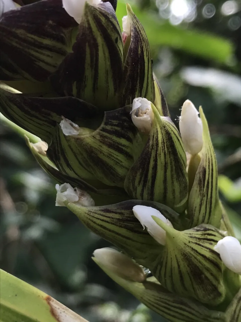 Flores blancas de Guzmania monostachia