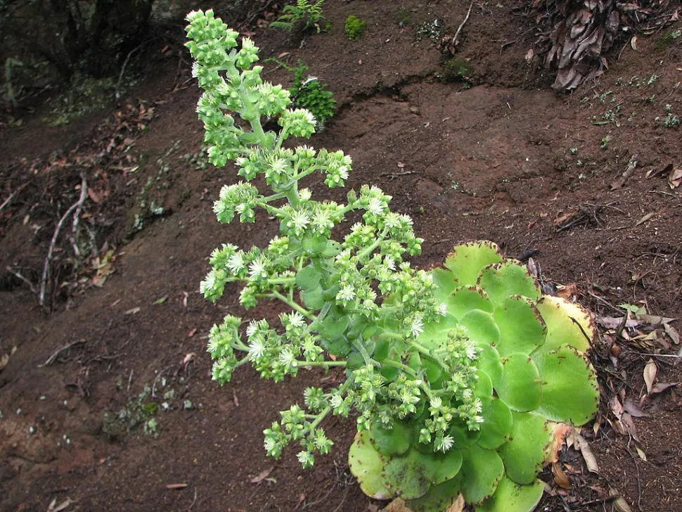 Blütenstand Aeonium canariense