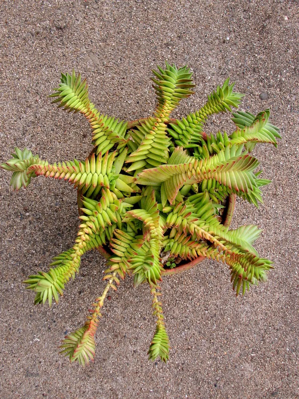 Crassula capitella thyrsiflora num vaso
