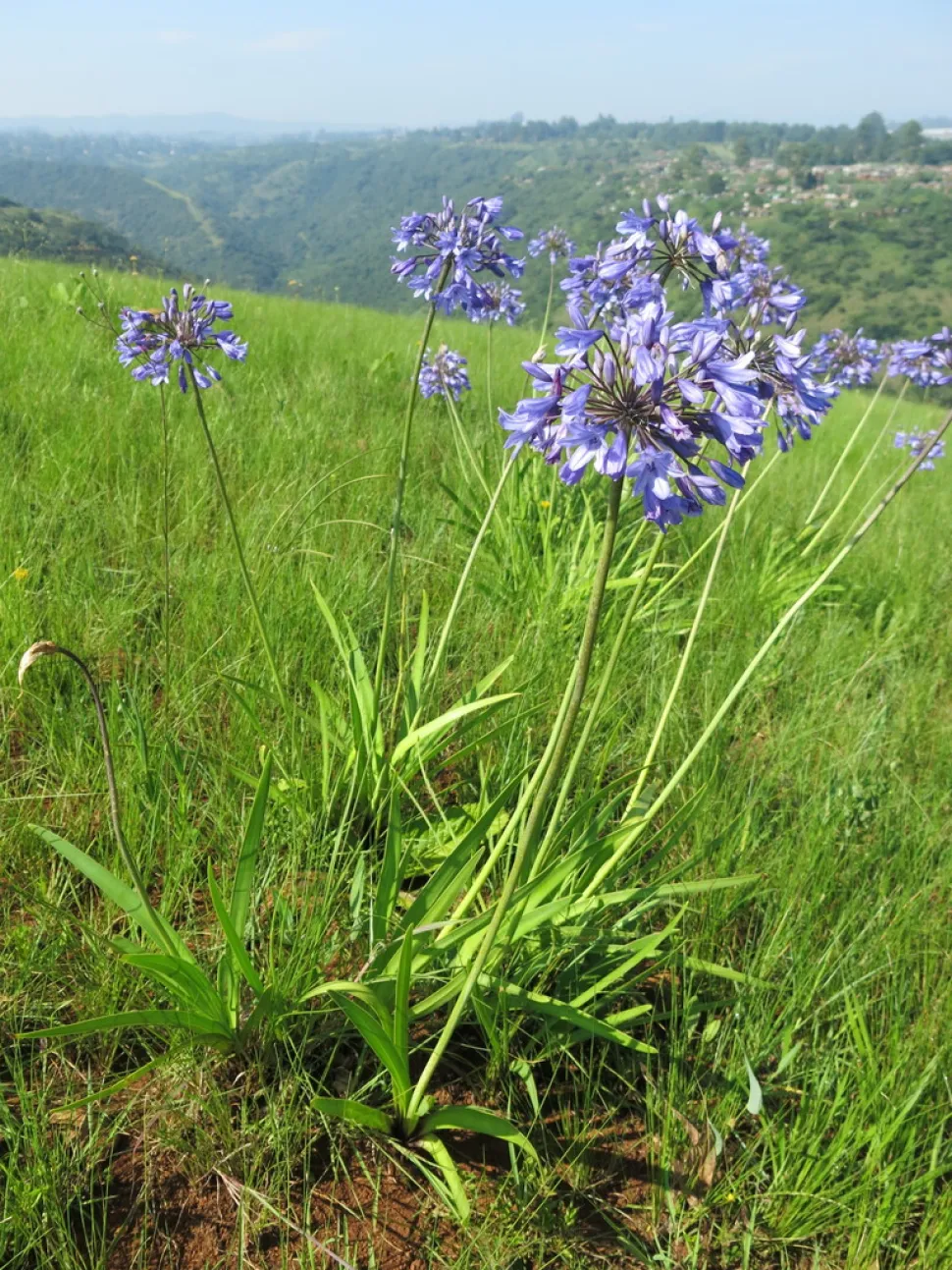 Agapanthus campanulatus Vollerde