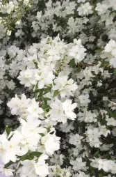 Blühender Jasmin aus Grasse