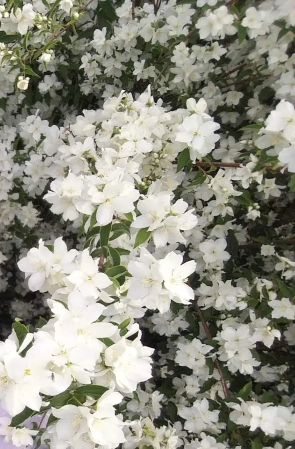 Jasmim de Grasse em flor