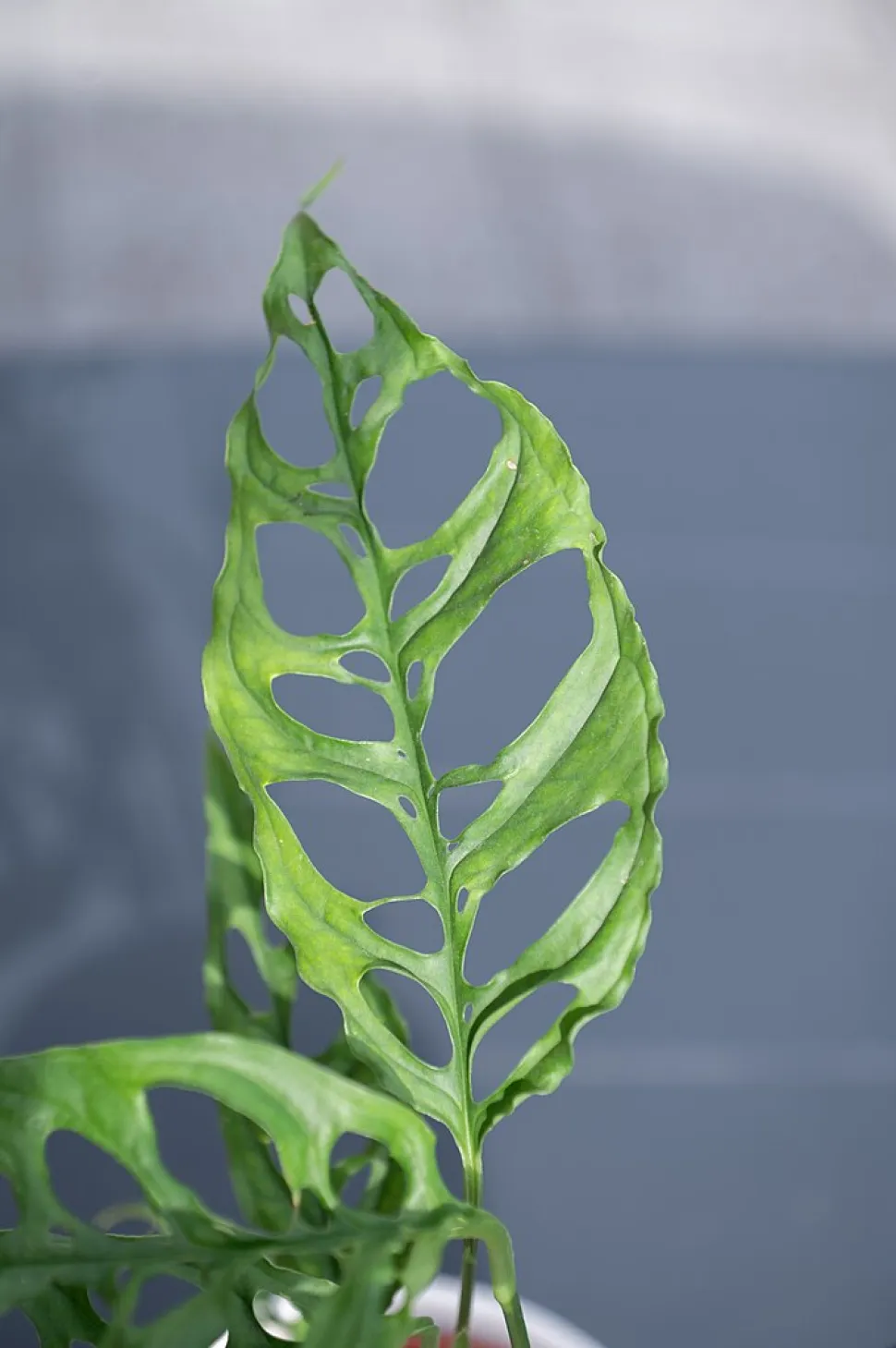 Hoja agujereada Monstera obliqua Perú